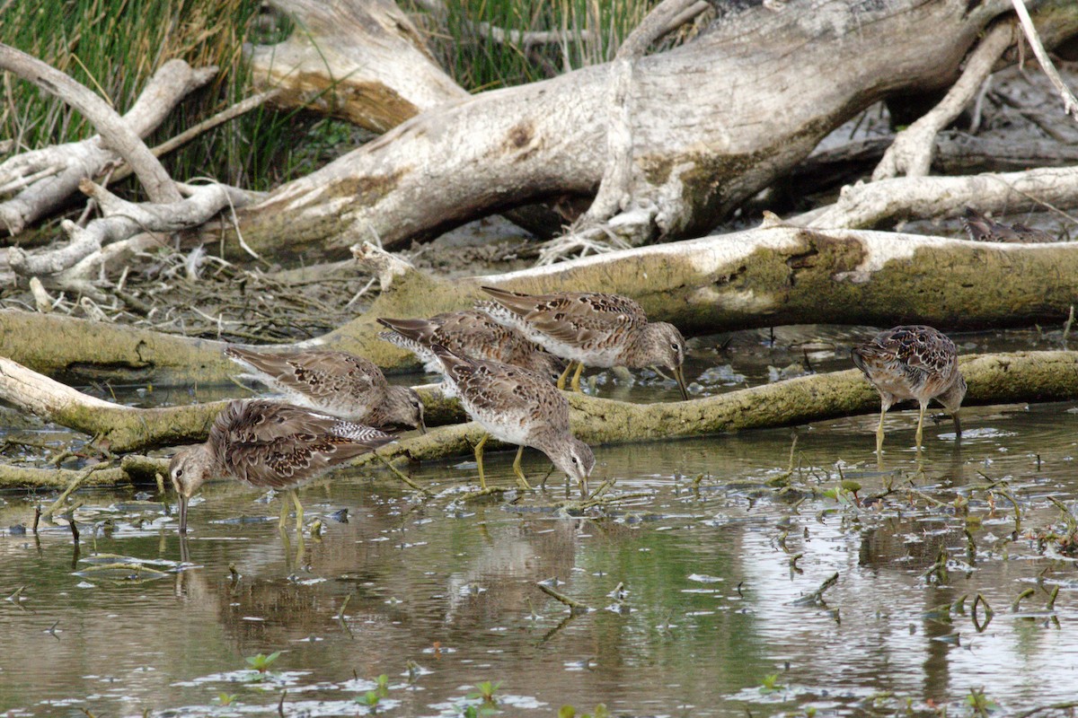 Long-billed Dowitcher - ML54028901