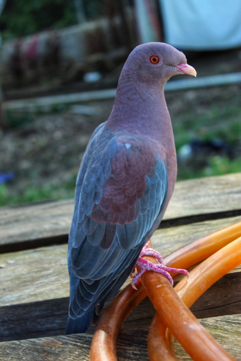 Red-billed Pigeon - ML540290221
