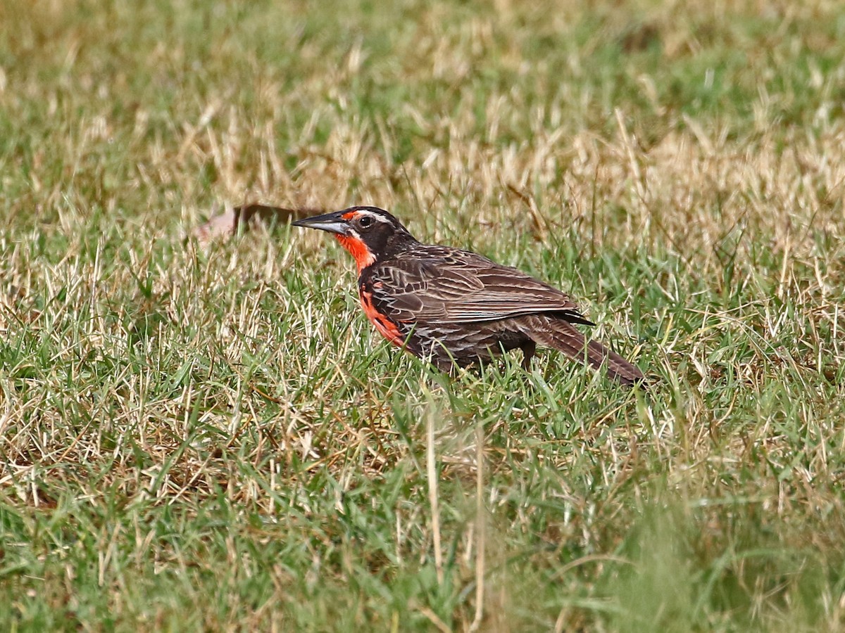 Long-tailed Meadowlark - ML540296691
