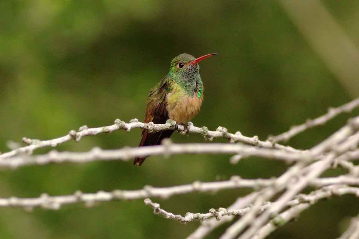 Buff-bellied Hummingbird - Joshua Phillips