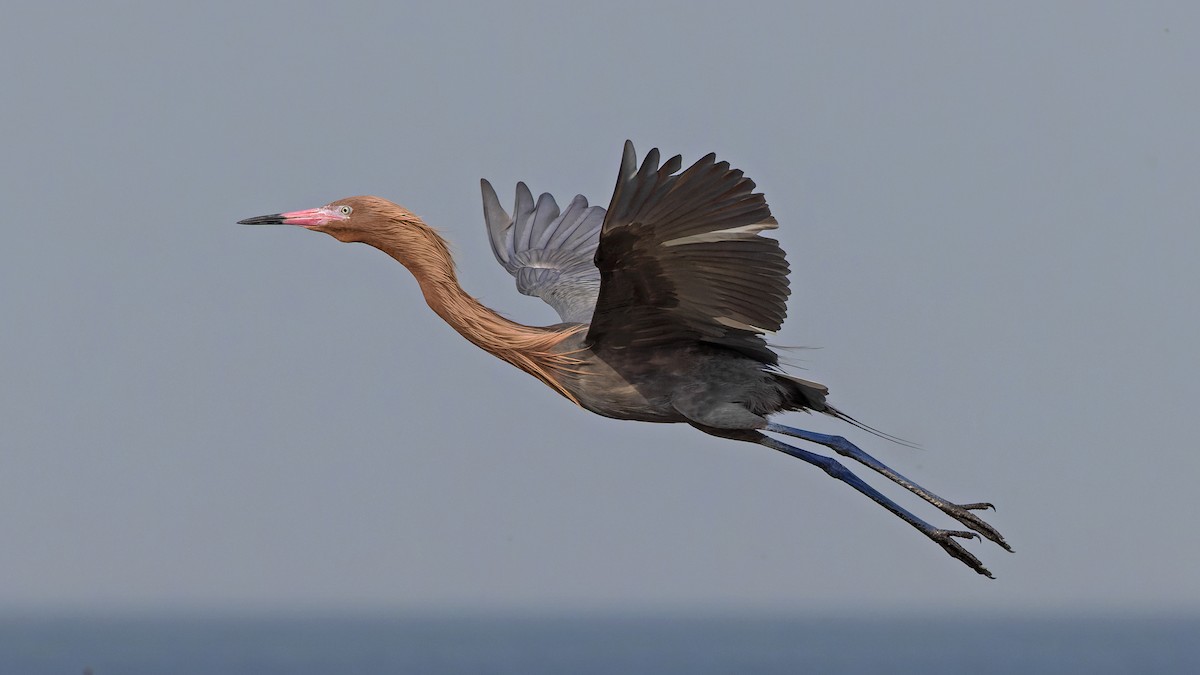 Reddish Egret - ML540302611