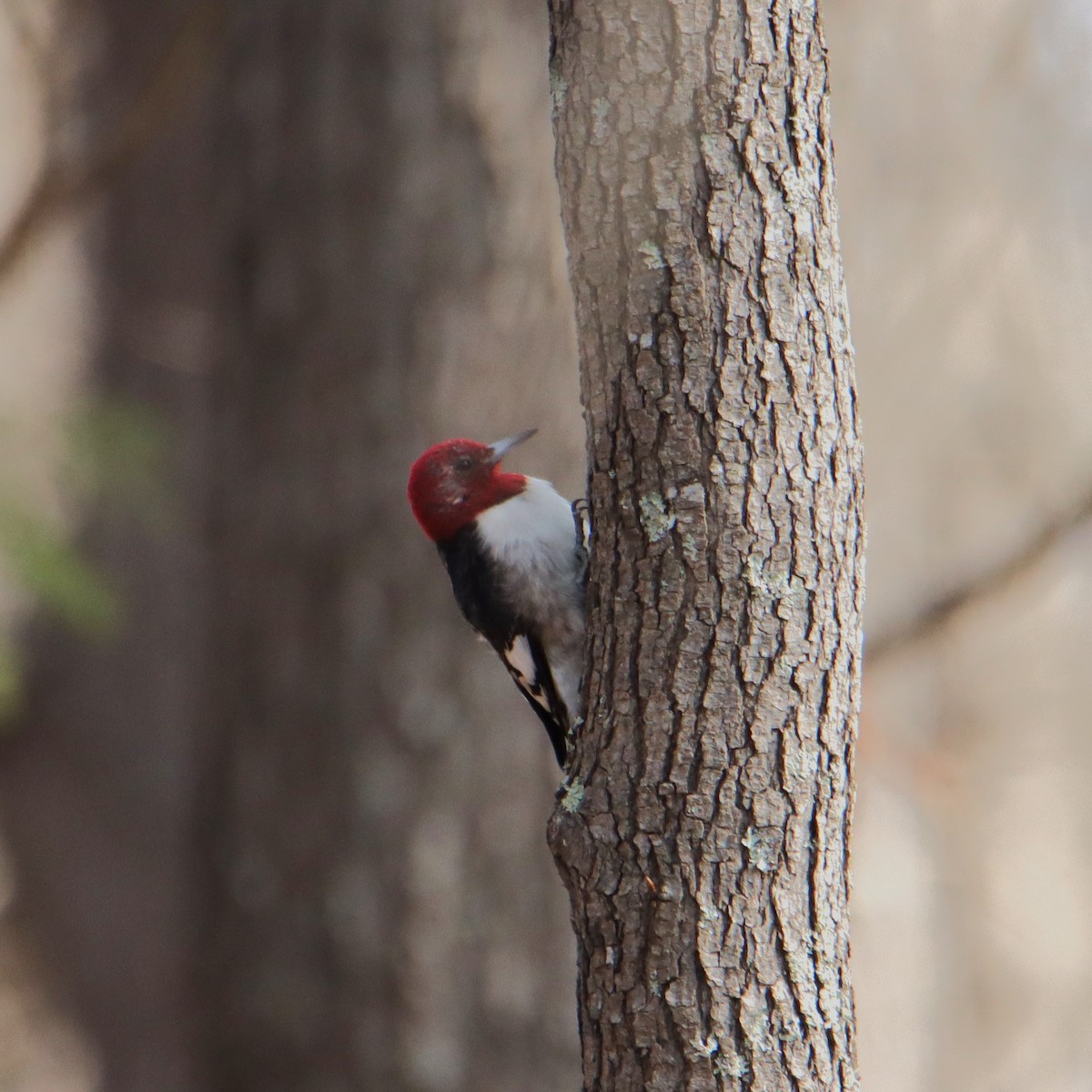 Red-headed Woodpecker - ML540303171