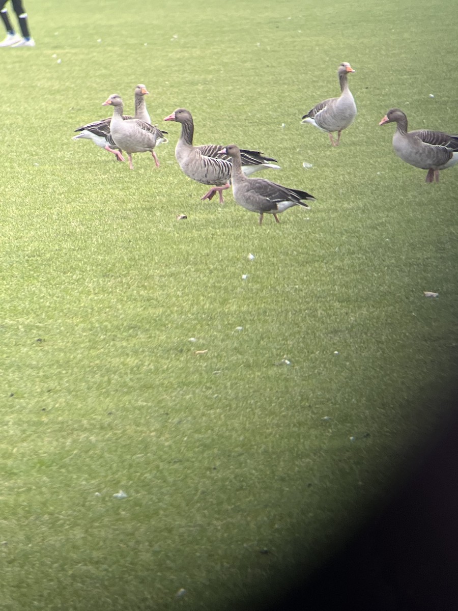 Greater White-fronted Goose - ML540303591