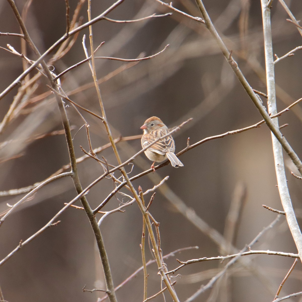 Field Sparrow - ML540303681