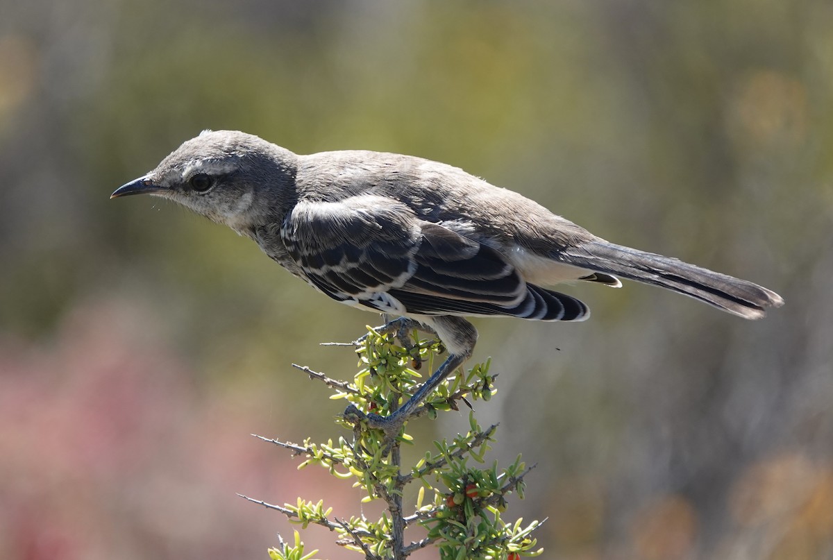 Patagonian Mockingbird - ML540304101