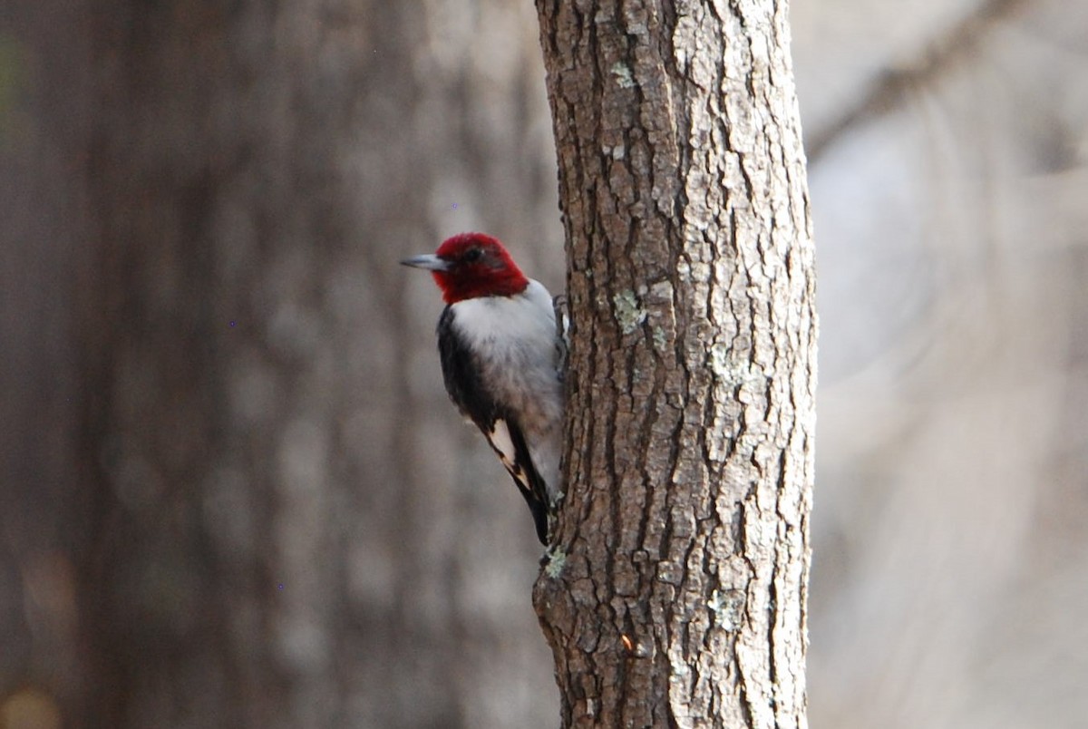 Red-headed Woodpecker - ML540306451
