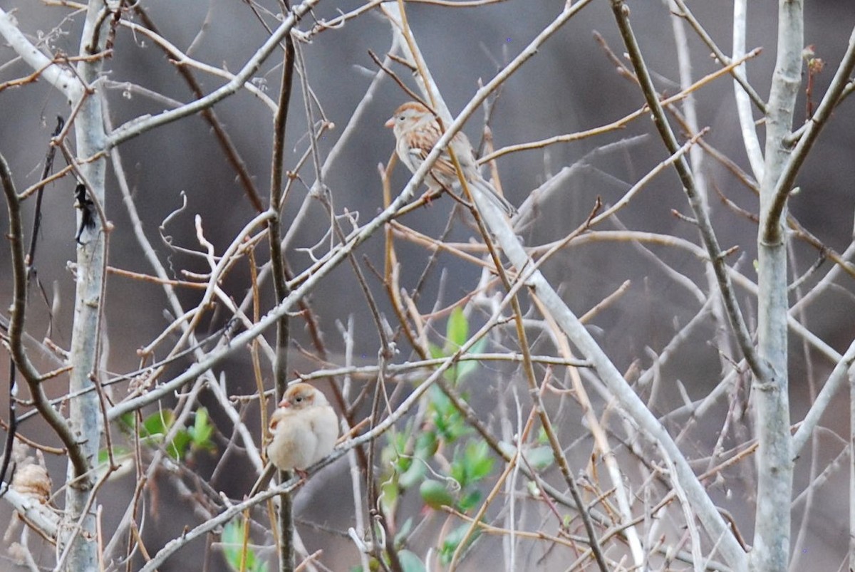 Field Sparrow - ML540307281
