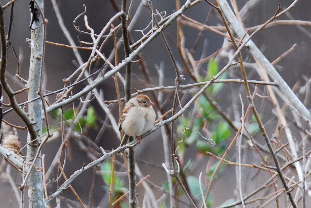 Field Sparrow - ML540307361
