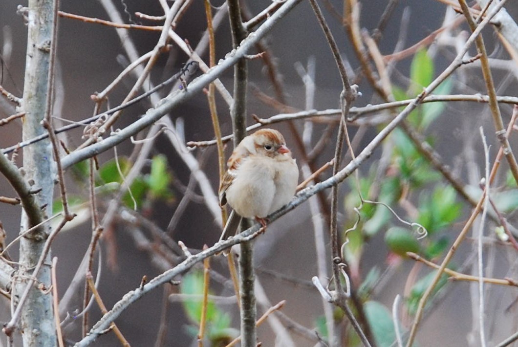 Field Sparrow - ML540307401
