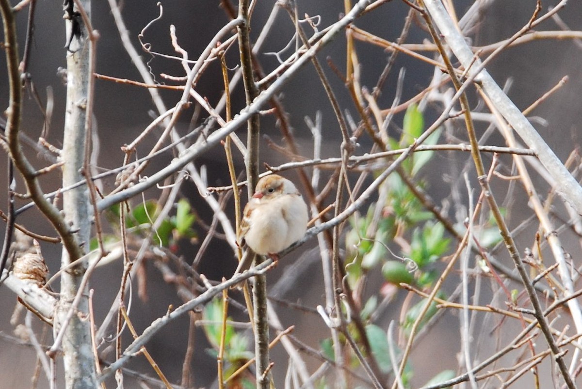 Field Sparrow - ML540307481