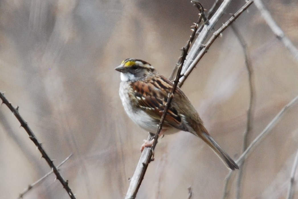 White-throated Sparrow - ML540307721