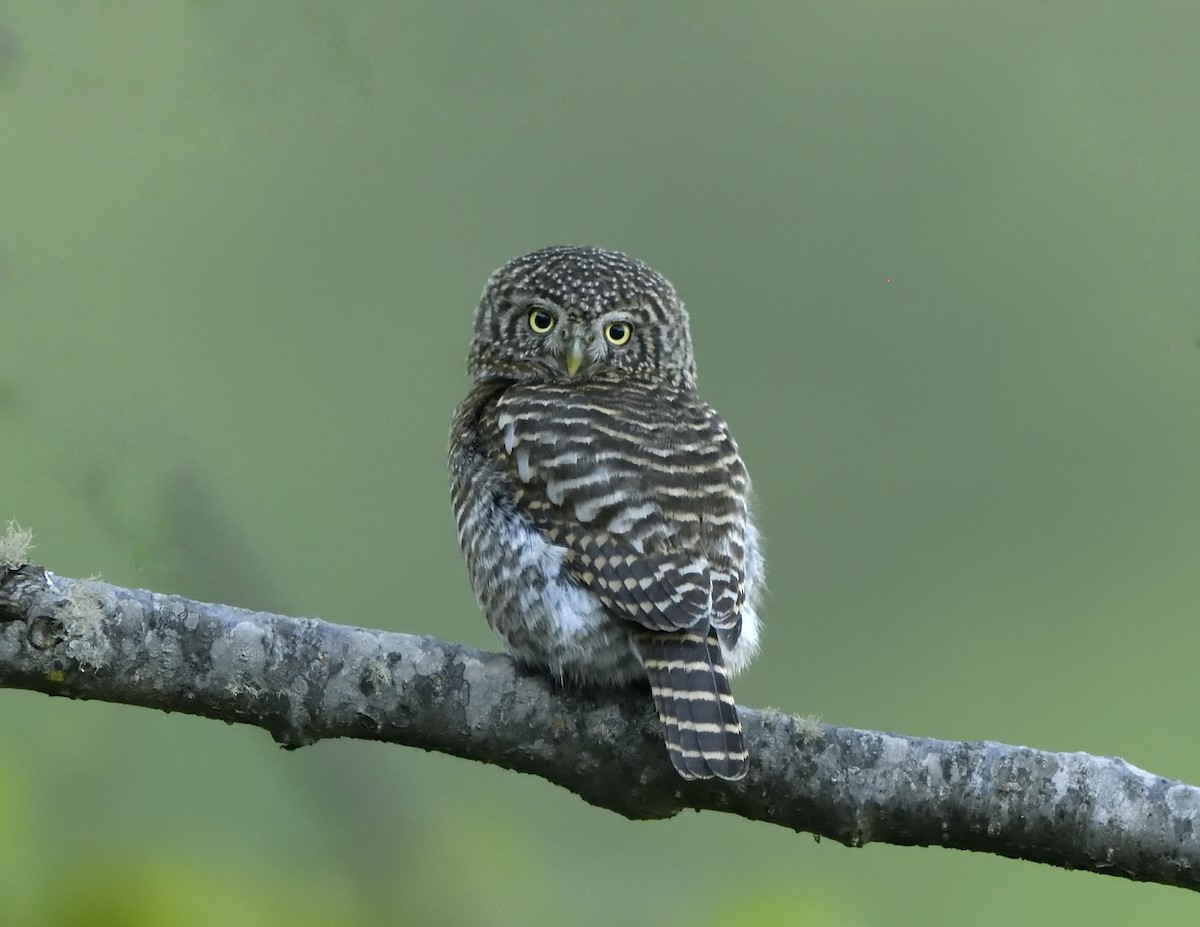 Collared Owlet - ML540310241