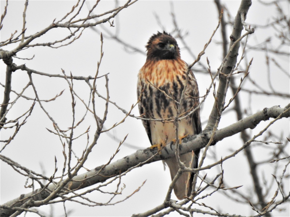 Red-tailed Hawk (abieticola) - ML540311371
