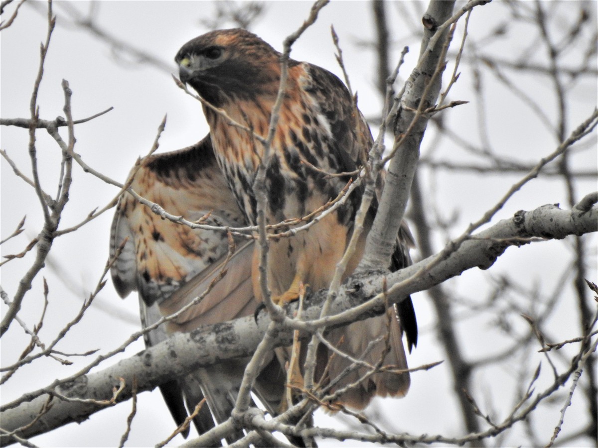 Red-tailed Hawk (abieticola) - ML540311441