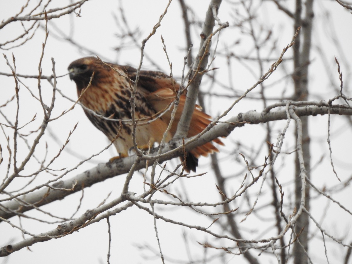 Red-tailed Hawk (abieticola) - ML540311501