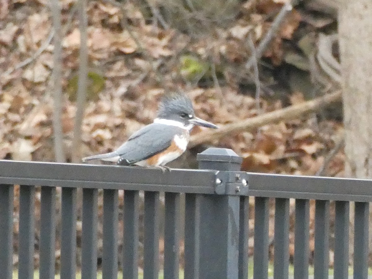 Belted Kingfisher - ML540313441