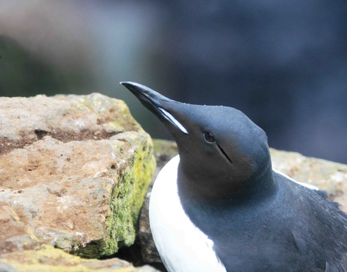 Thick-billed Murre - ML540315911