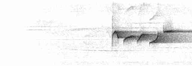  - Gray-headed Canary-Flycatcher