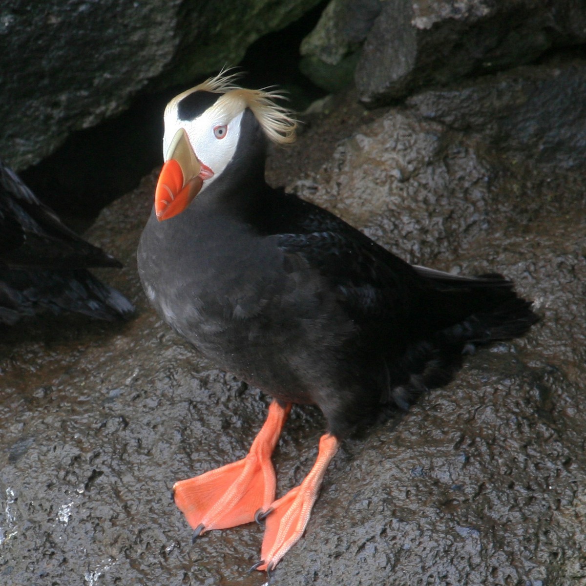 Tufted Puffin - ML540316451