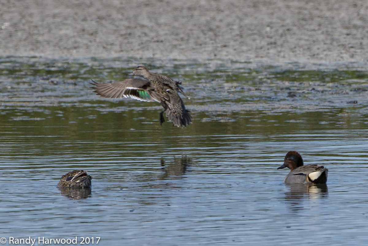 Green-winged Teal - ML54031671