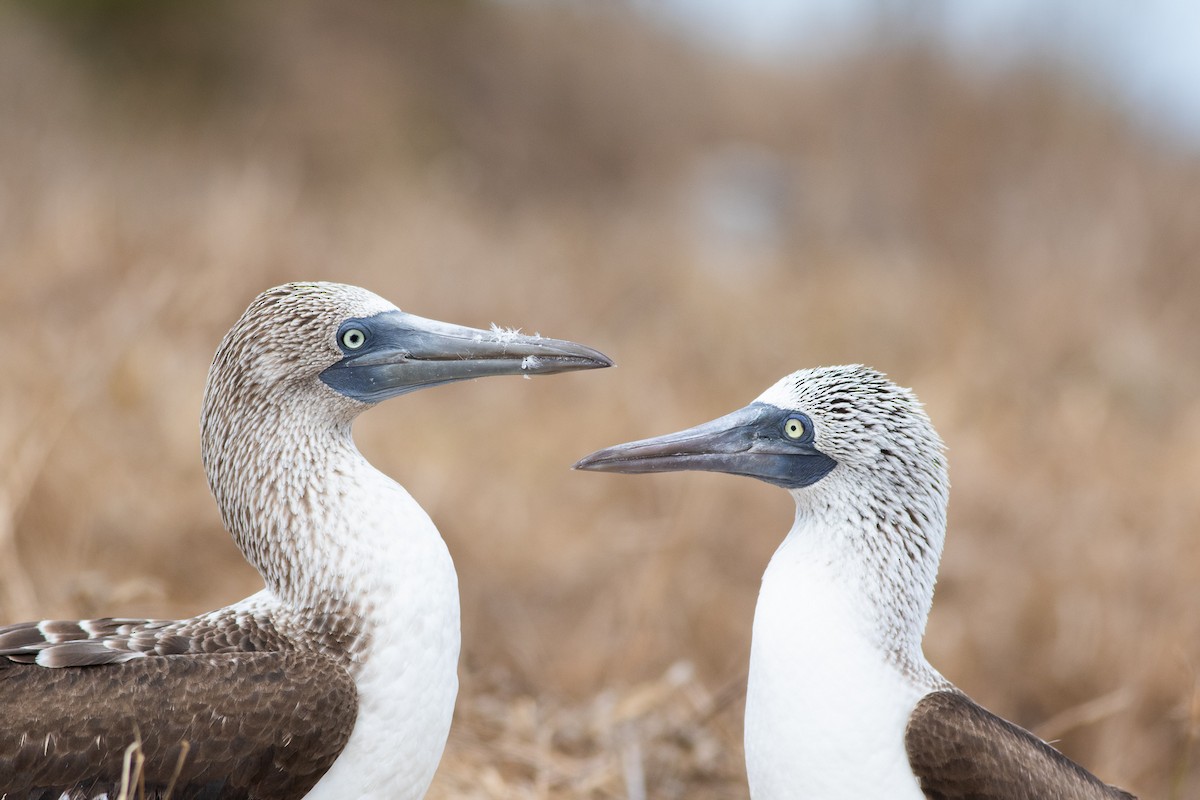 Blue-footed Booby - ML540316831
