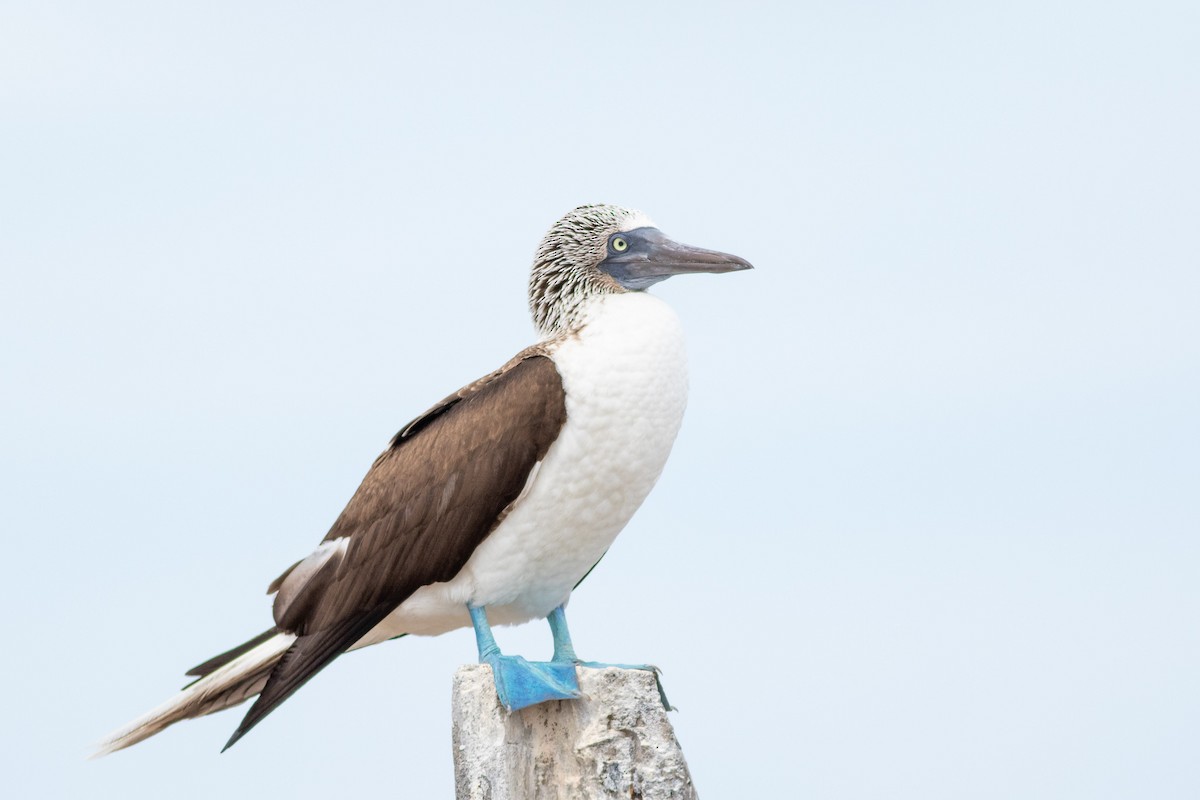 Blue-footed Booby - ML540316841