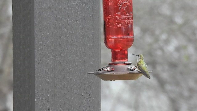 Broad-tailed Hummingbird - ML540318921