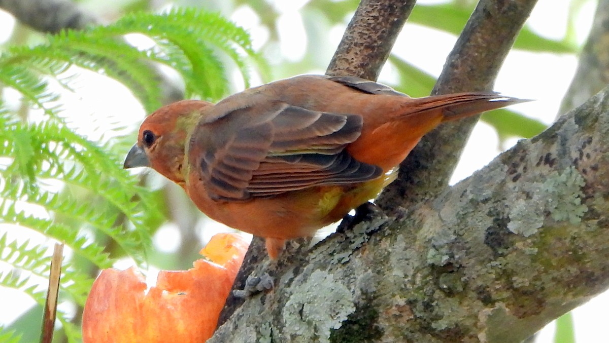 Hepatic Tanager - ML540322191