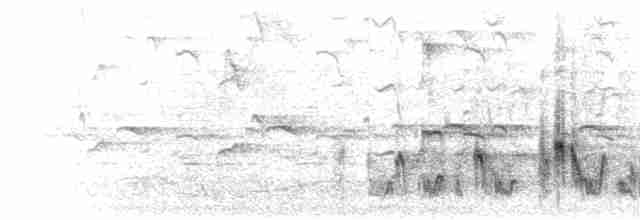  - White-browed Bulbul