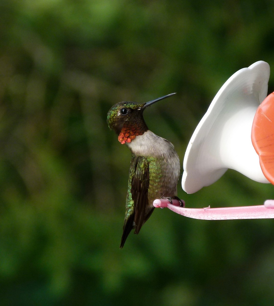 Ruby-throated Hummingbird - ML54033011