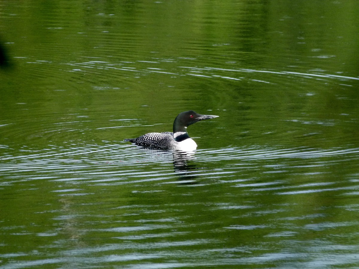 Common Loon - Ross Bowie