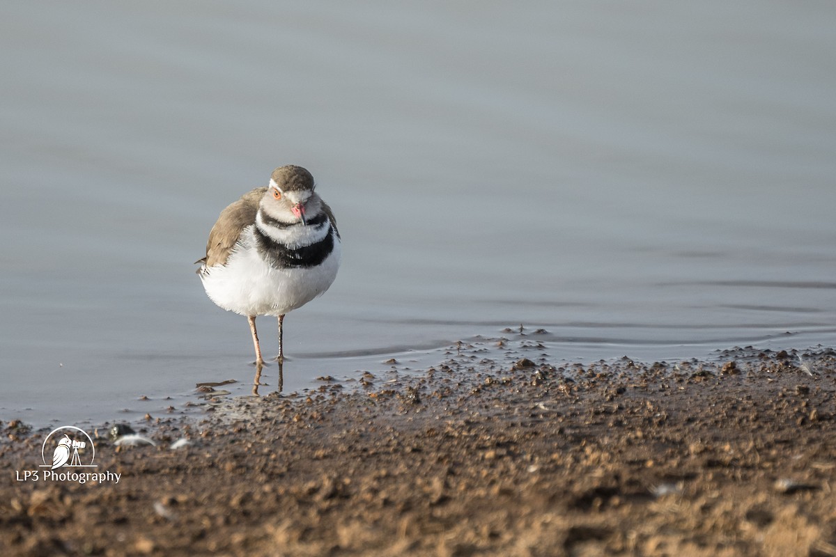 Three-banded Plover - Laurie Pocher