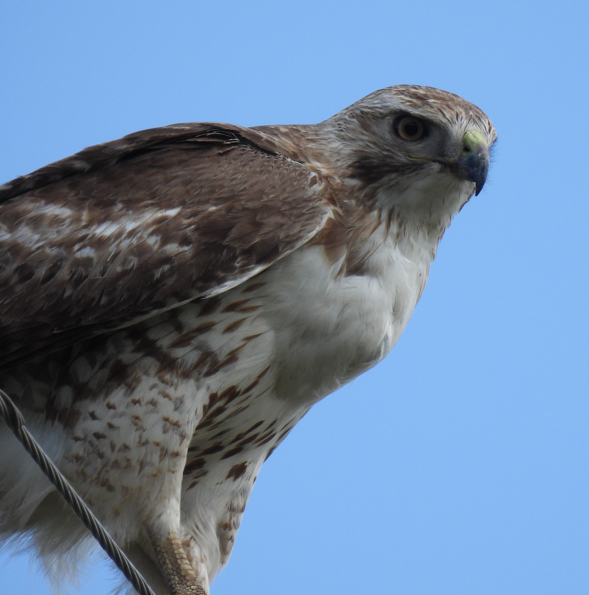 Red-tailed Hawk - Shelia Hargis