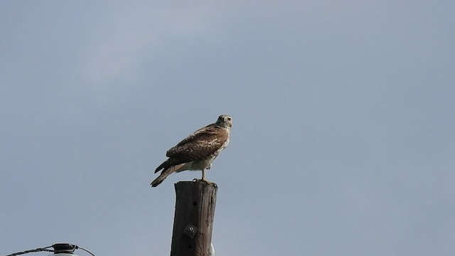Red-tailed Hawk - ML540343801