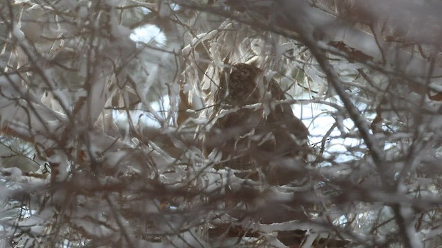 Long-eared Owl - ML540351041