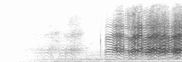  - Large Gray Babbler