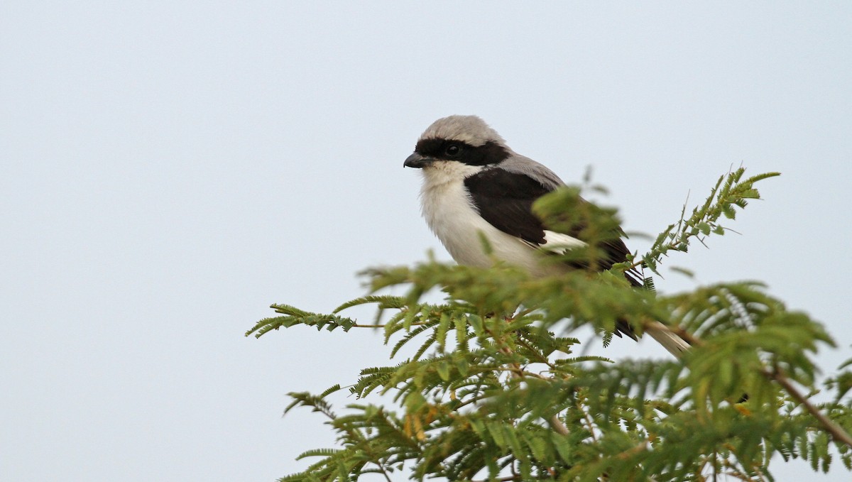 Gray-backed Fiscal - ML54036191