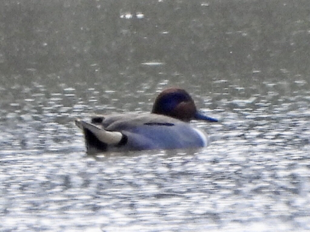 Green-winged Teal - ML540366301
