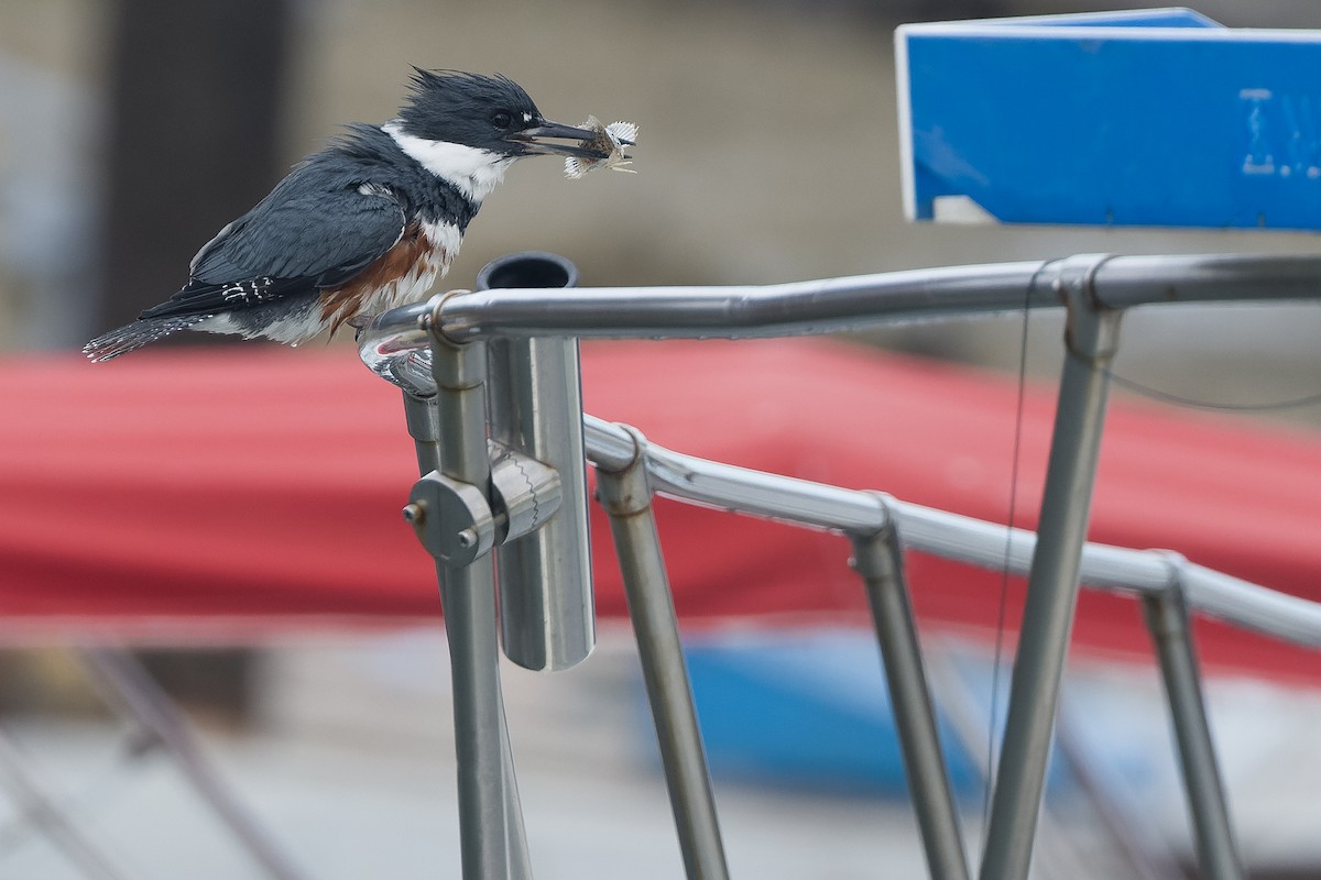 Belted Kingfisher - ML540367321