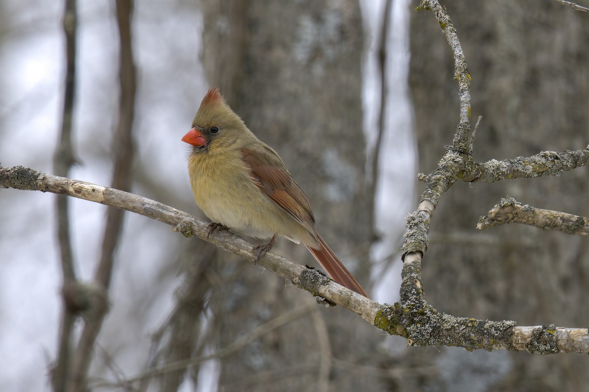 Northern Cardinal - Darleen Stry