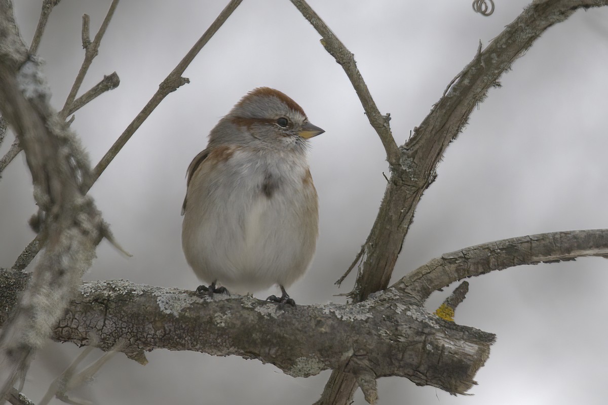 American Tree Sparrow - ML540367471