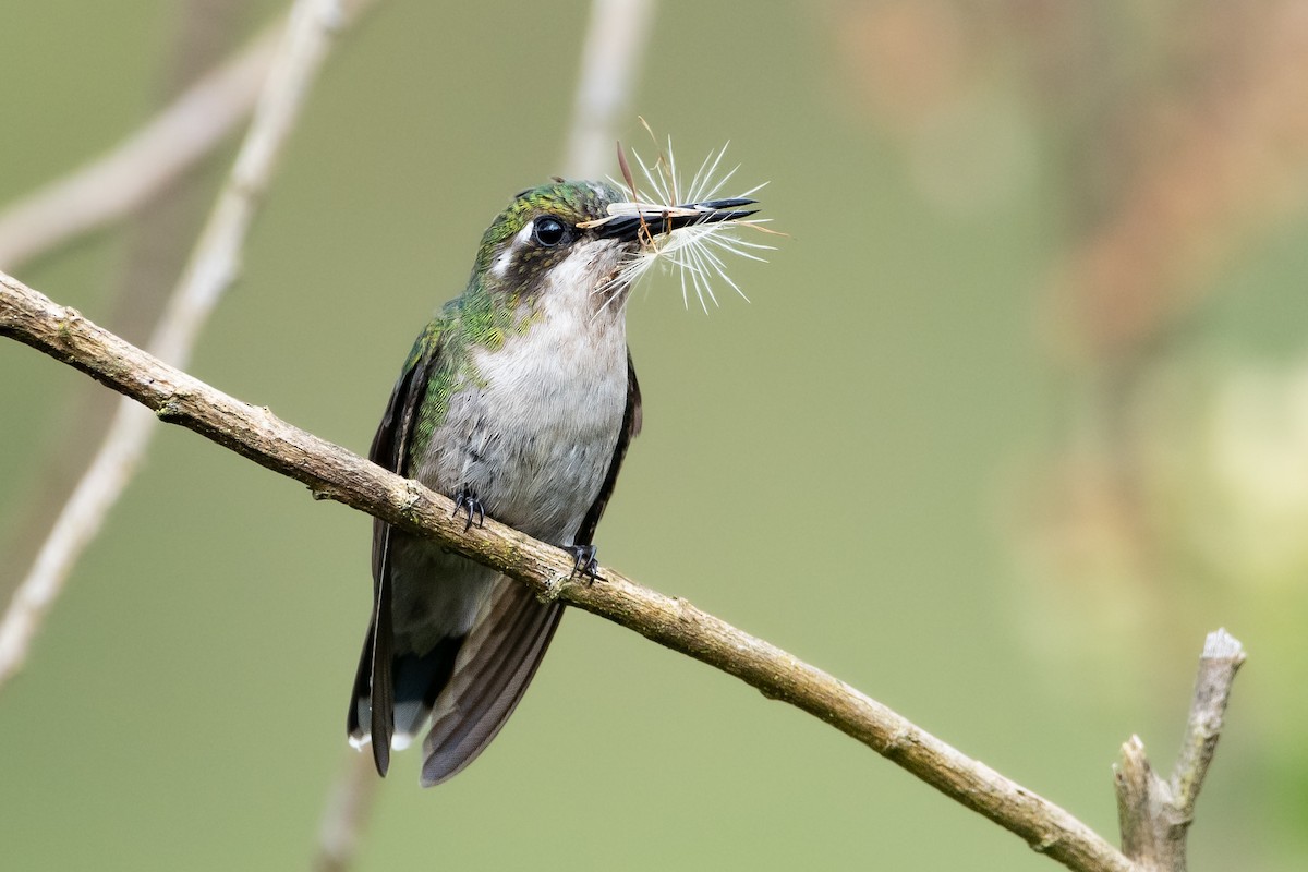 Western Emerald - Nestor Monsalve (@birds.nestor)