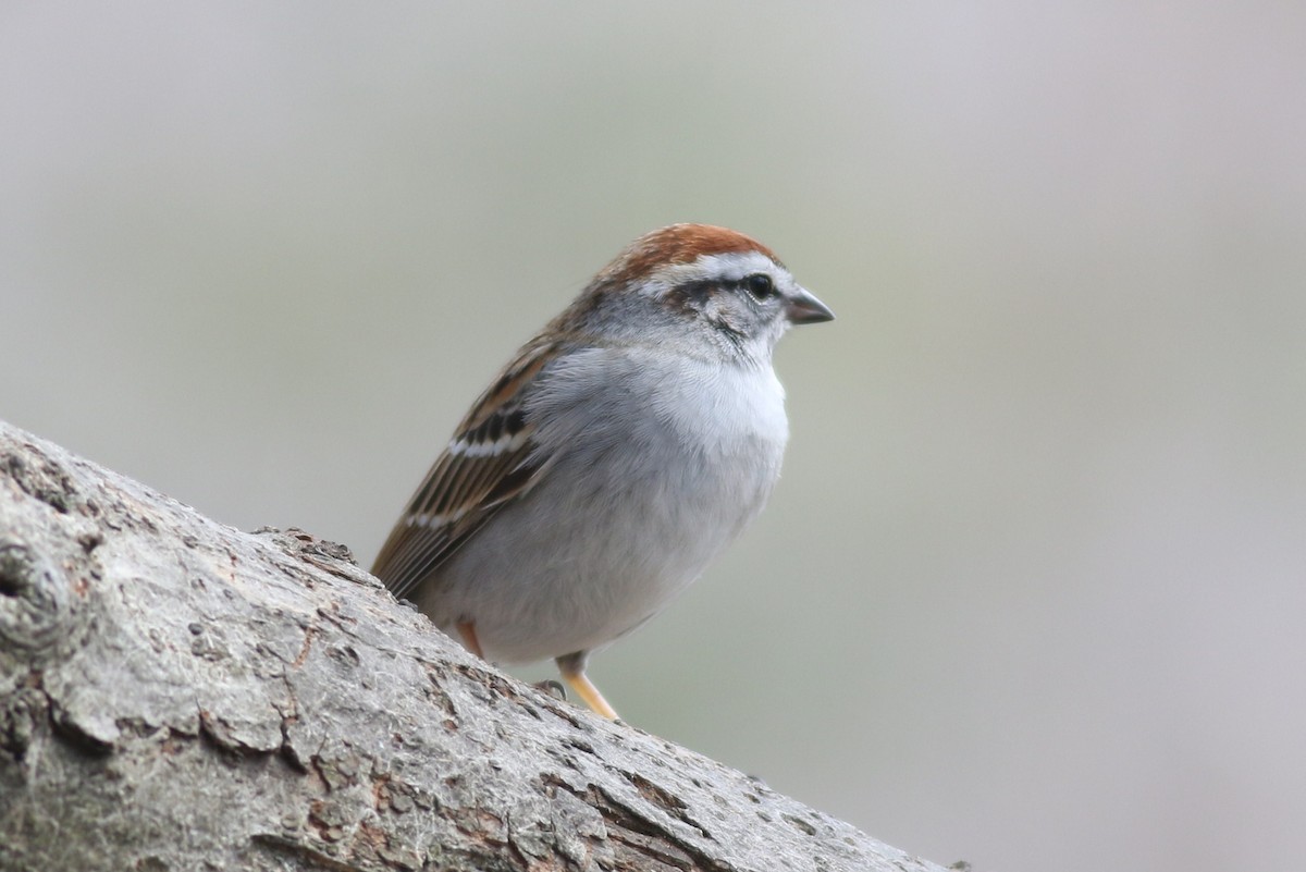 Chipping Sparrow - Margaret Viens
