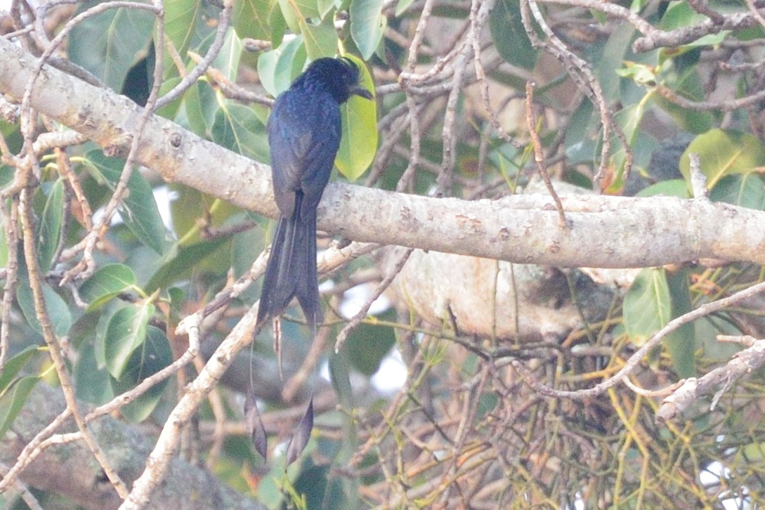 Greater Racket-tailed Drongo - ML54037051