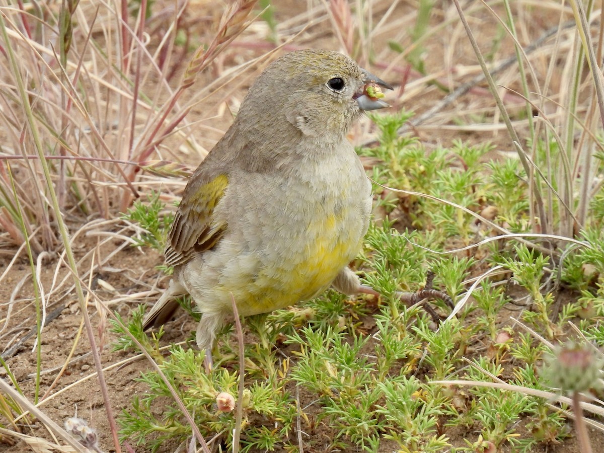 Patagonian Yellow-Finch - ML540371791