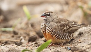 Quailfinch (Spectacled) - eBird