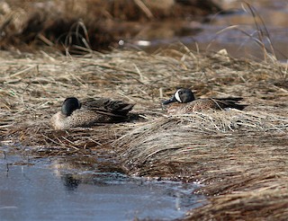 Blue-winged Teal, ML54037501