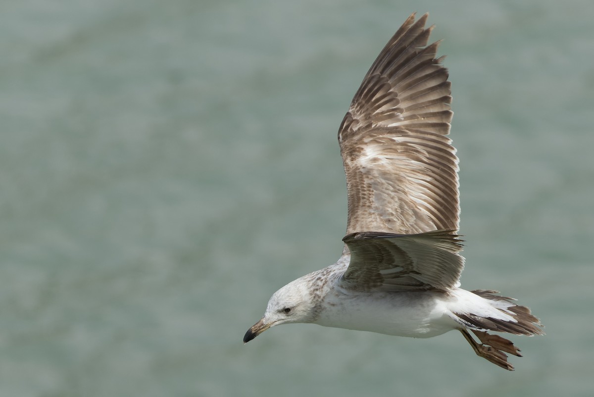 Yellow-footed Gull - ML540375251