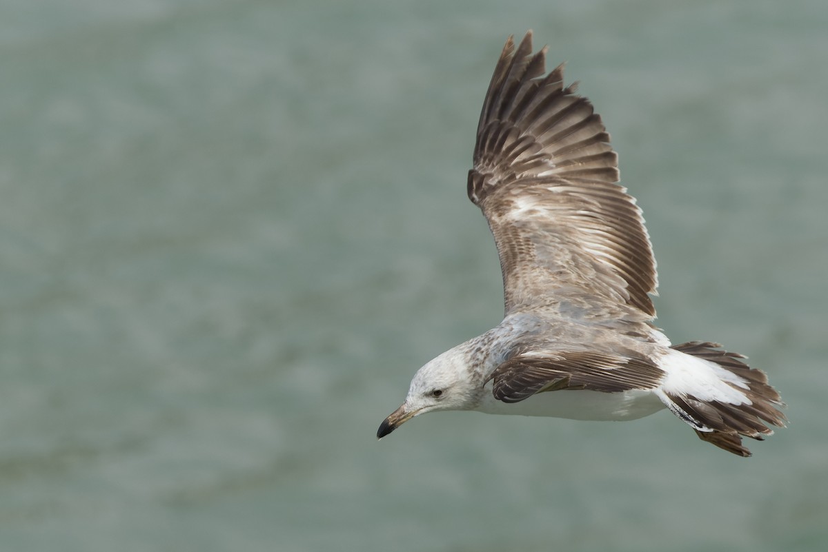 Yellow-footed Gull - ML540375261
