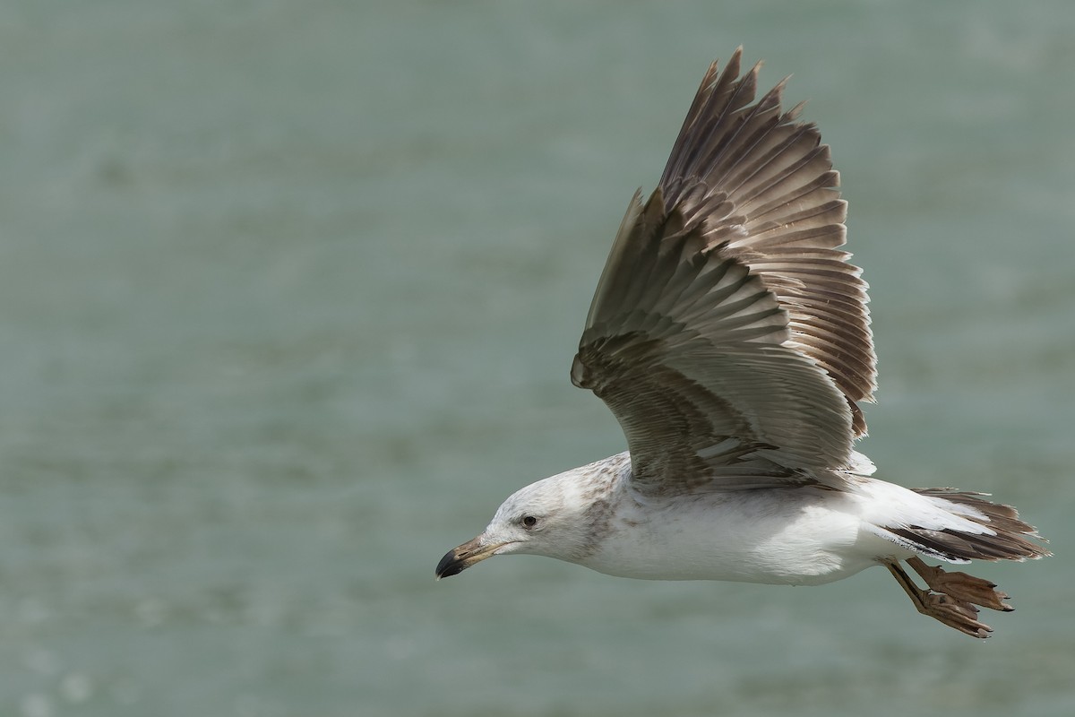 Yellow-footed Gull - ML540375271